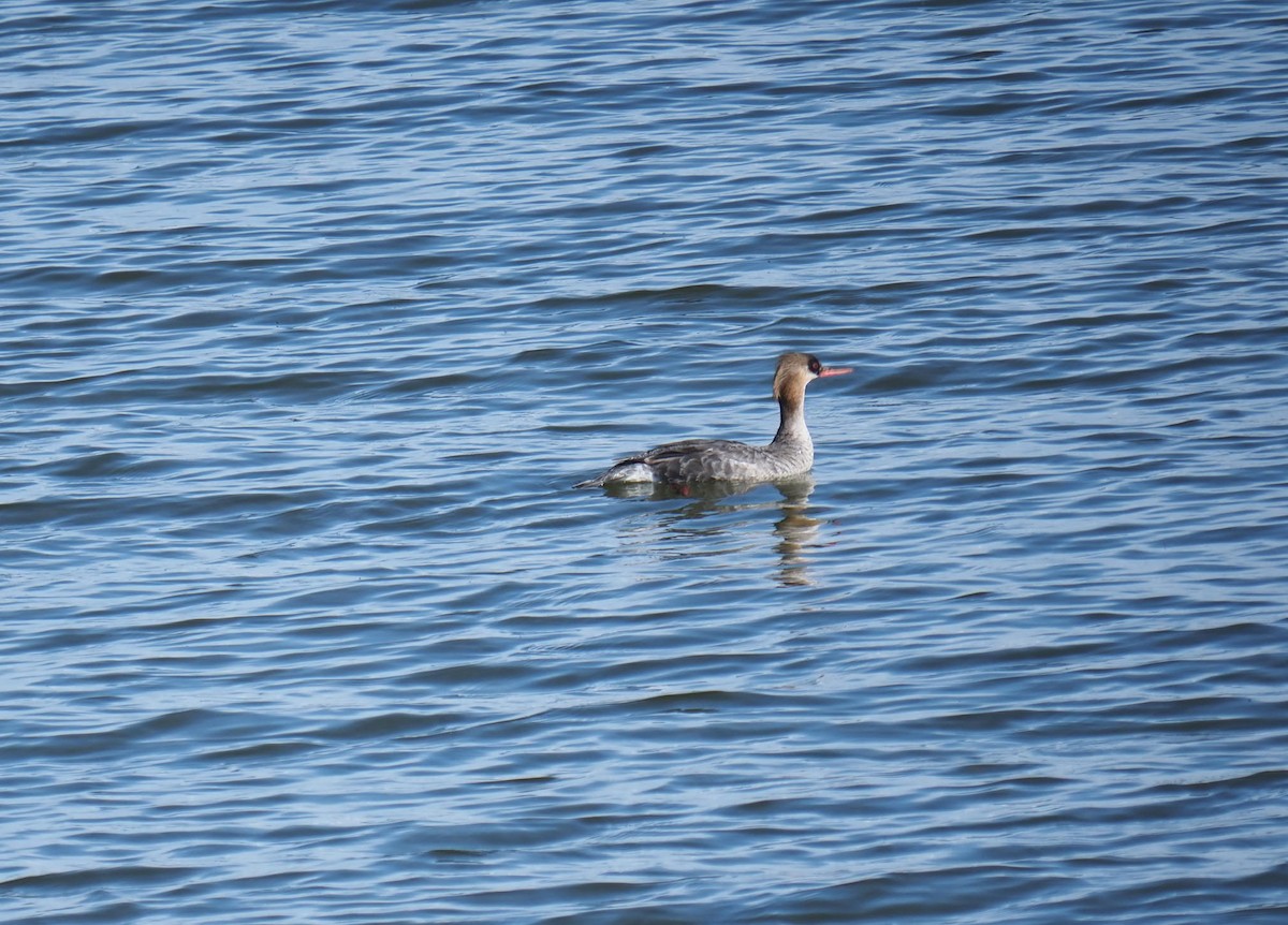 Red-breasted Merganser - ML617569703