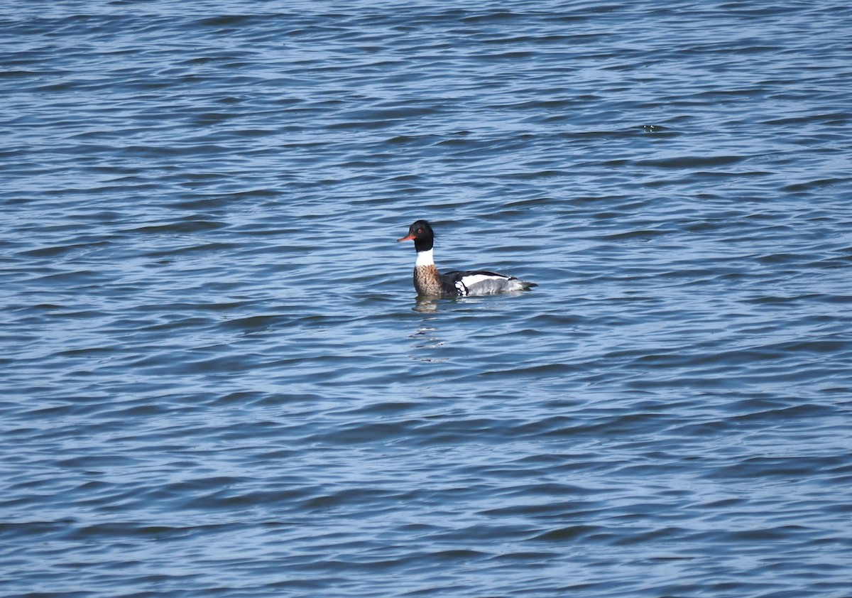 Red-breasted Merganser - ML617569704