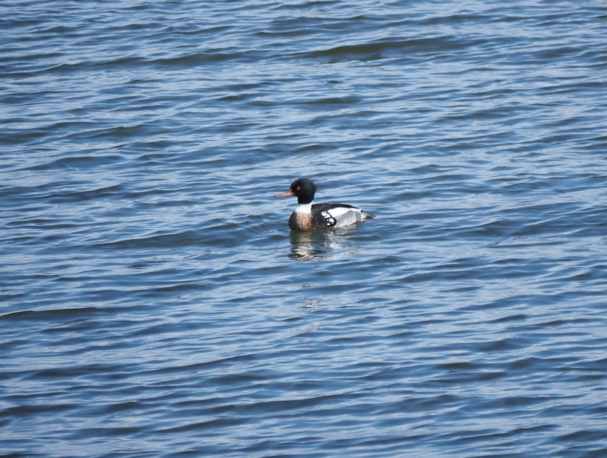 Red-breasted Merganser - ML617569705