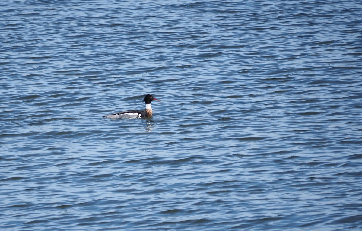 Red-breasted Merganser - ML617569706