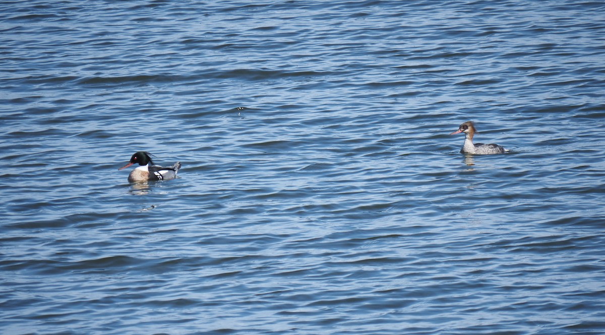 Red-breasted Merganser - ML617569707