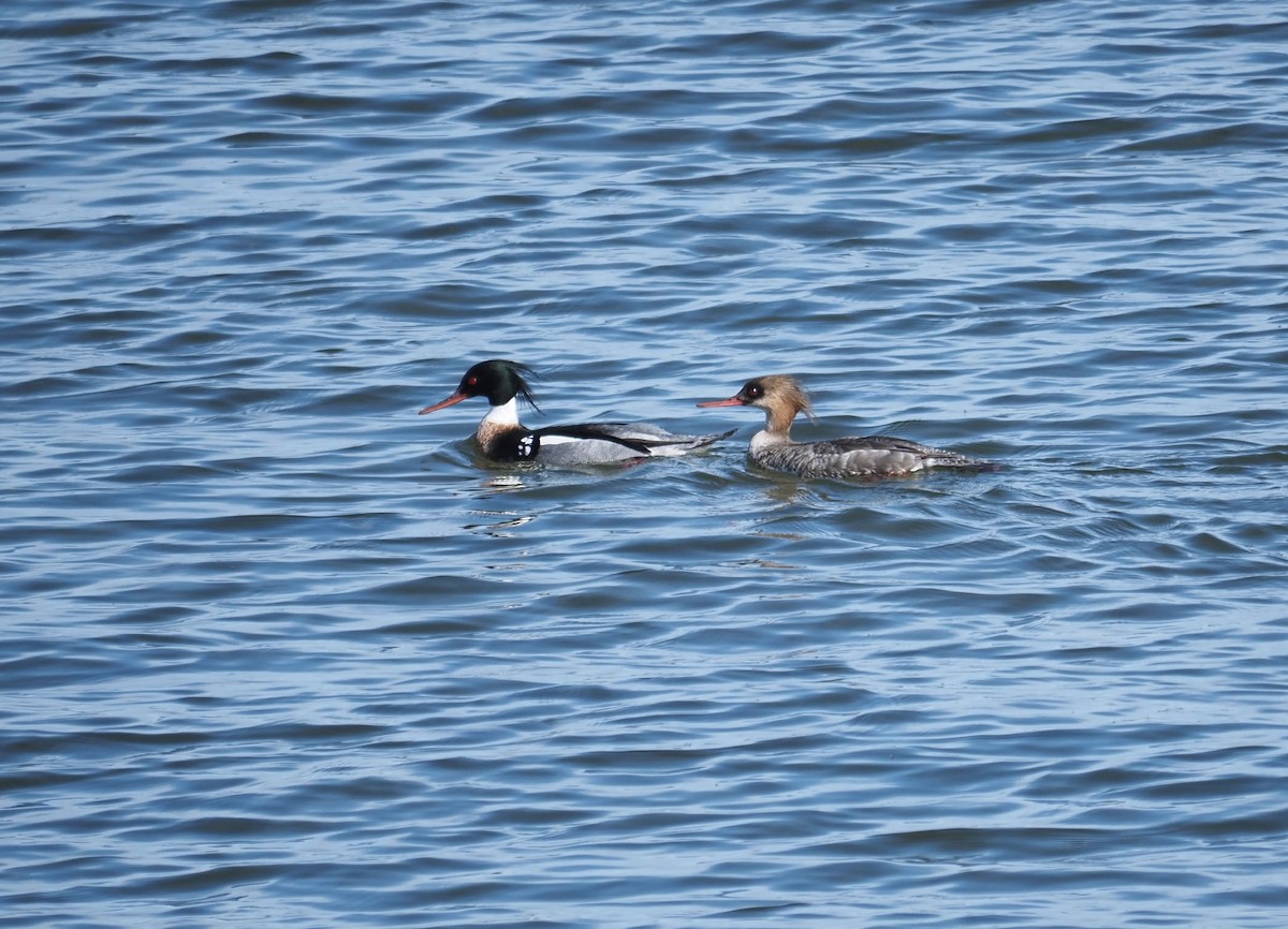 Red-breasted Merganser - ML617569708