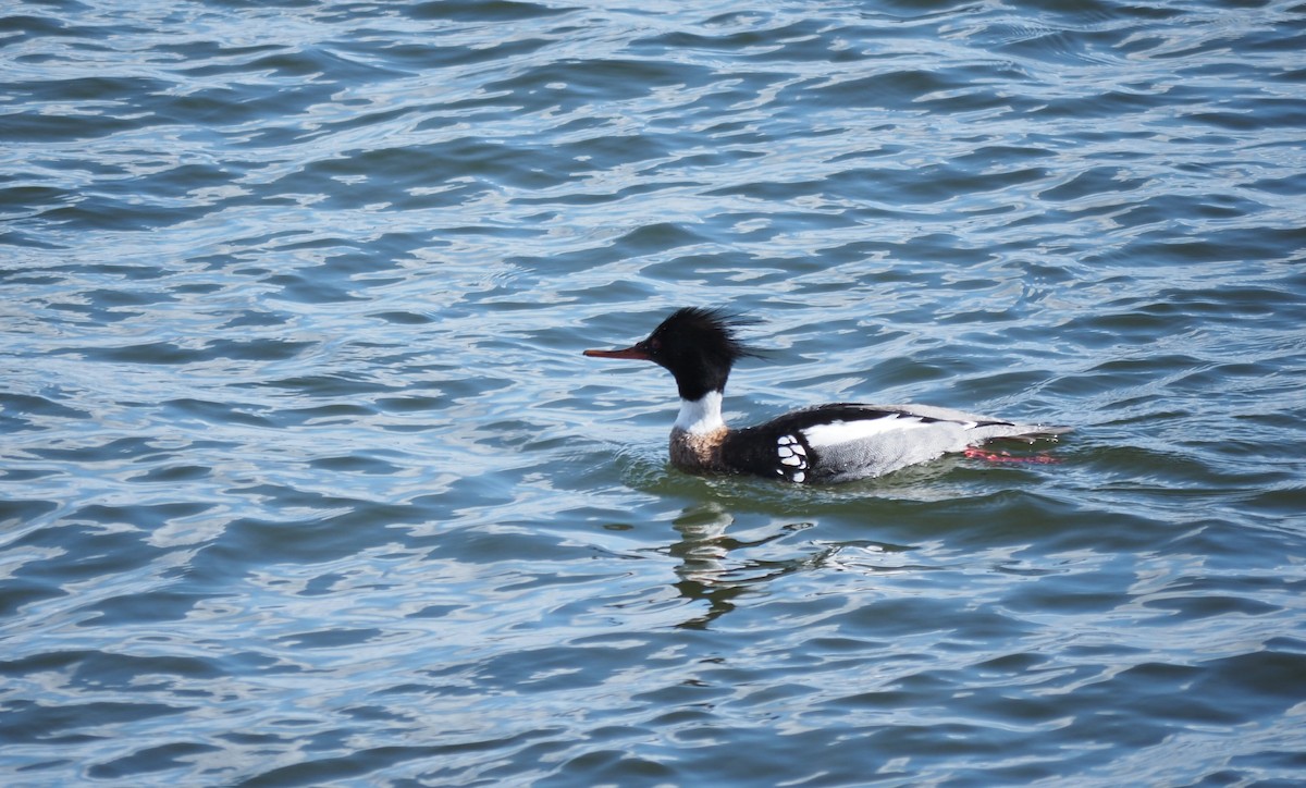 Red-breasted Merganser - ML617569709