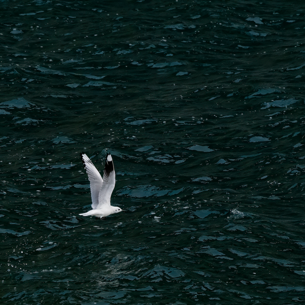 Andean Gull - ML617569716