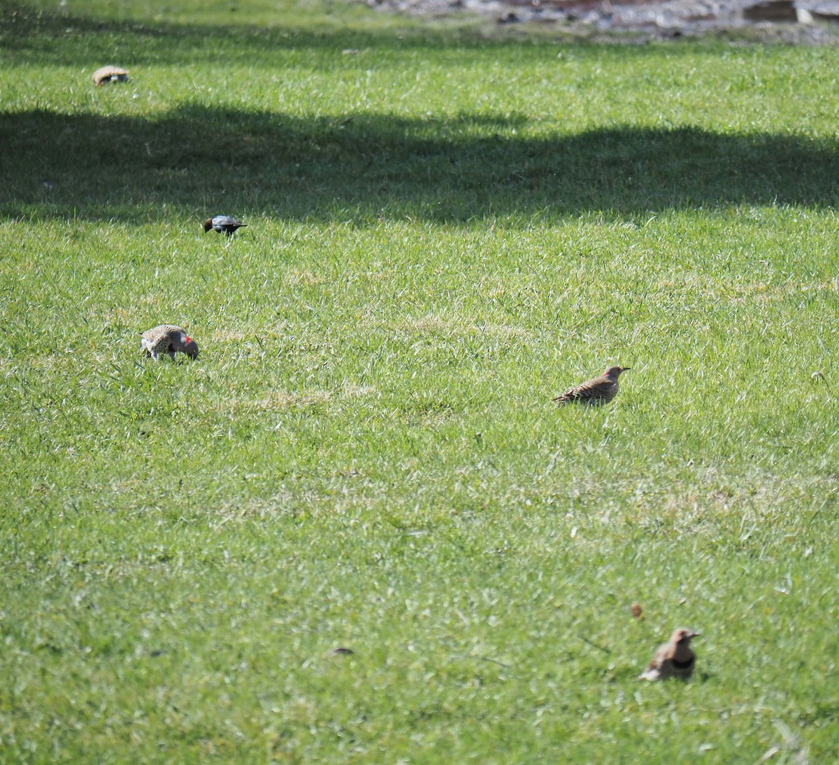 Northern Flicker - André Dionne