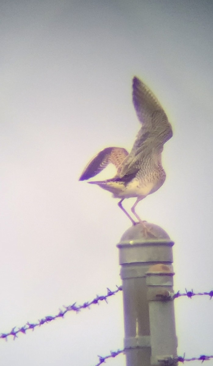 Upland Sandpiper - Jeremiah Oden