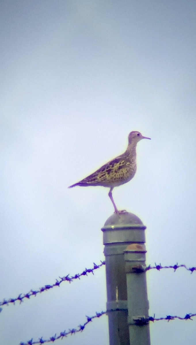 Upland Sandpiper - ML617569733