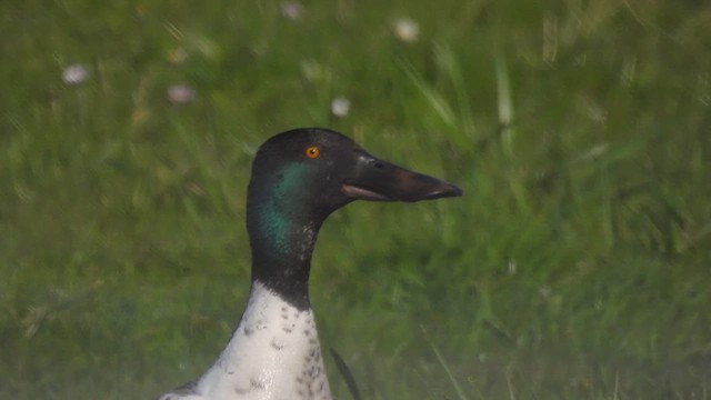 Northern Shoveler - ML617569744