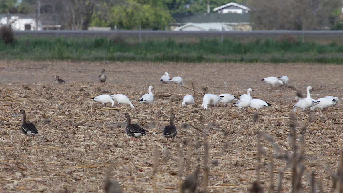 Greater White-fronted Goose - ML617569750