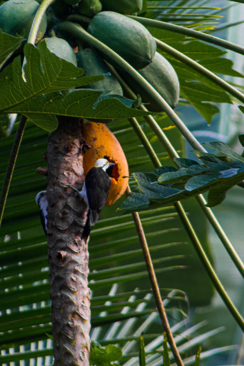 White Woodpecker - ML617569788