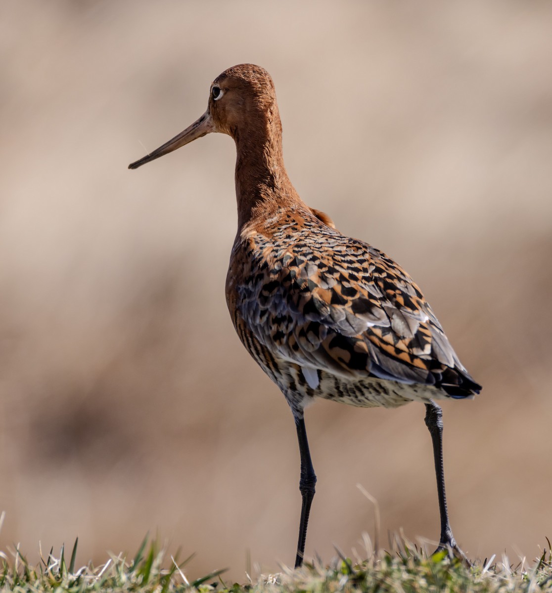 Black-tailed Godwit - ML617569791