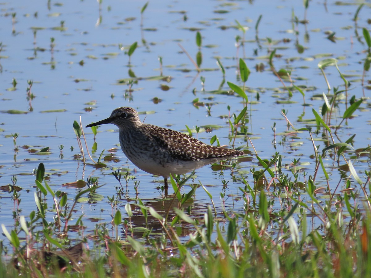 Wood Sandpiper - ML617569792