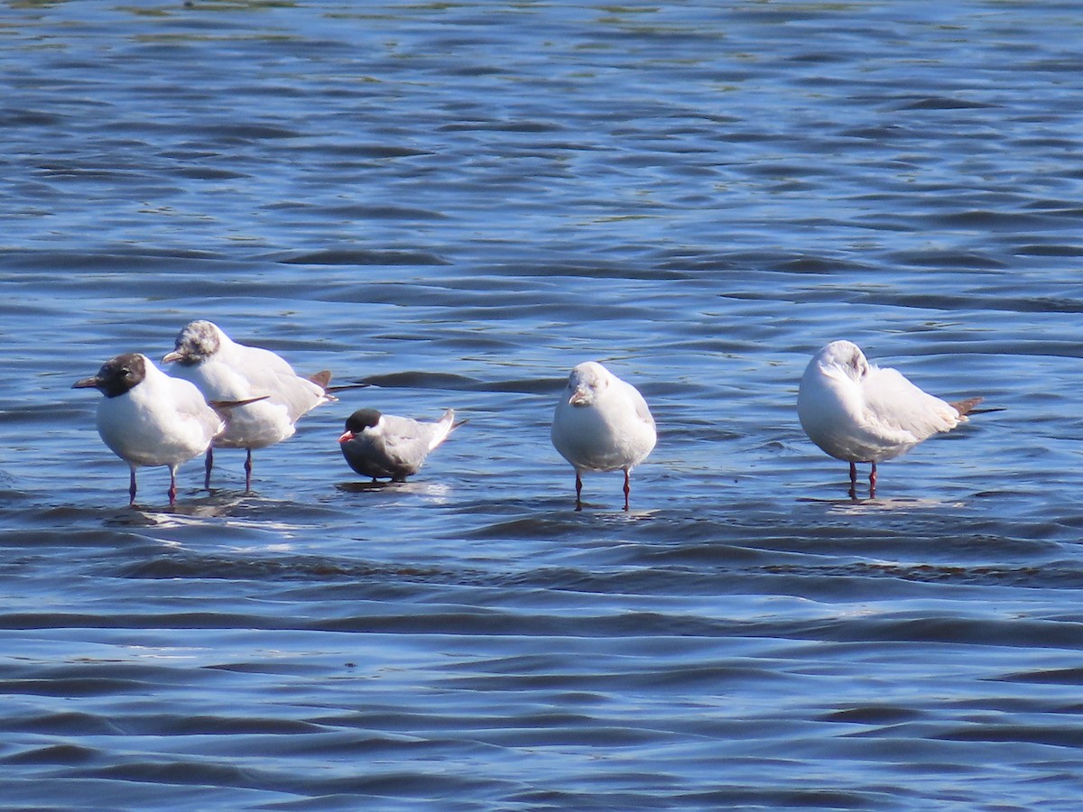 Whiskered Tern - ML617569809