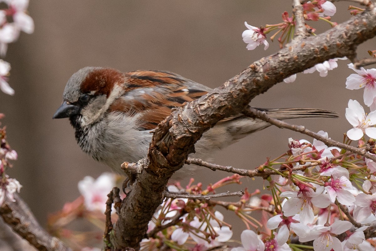 House Sparrow - Marcy Carpenter