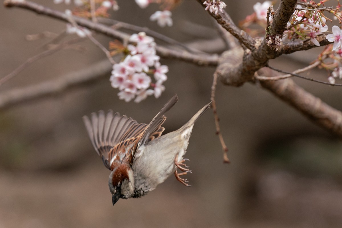 House Sparrow - ML617569842