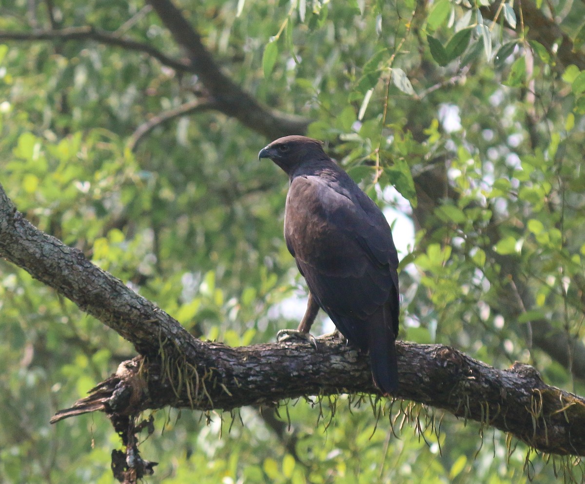 Changeable Hawk-Eagle - Riedoan  Riyad