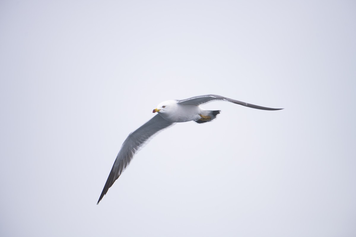 Black-tailed Gull - ML617569854