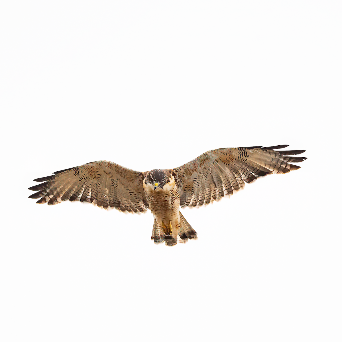 Variable Hawk - ML617569858