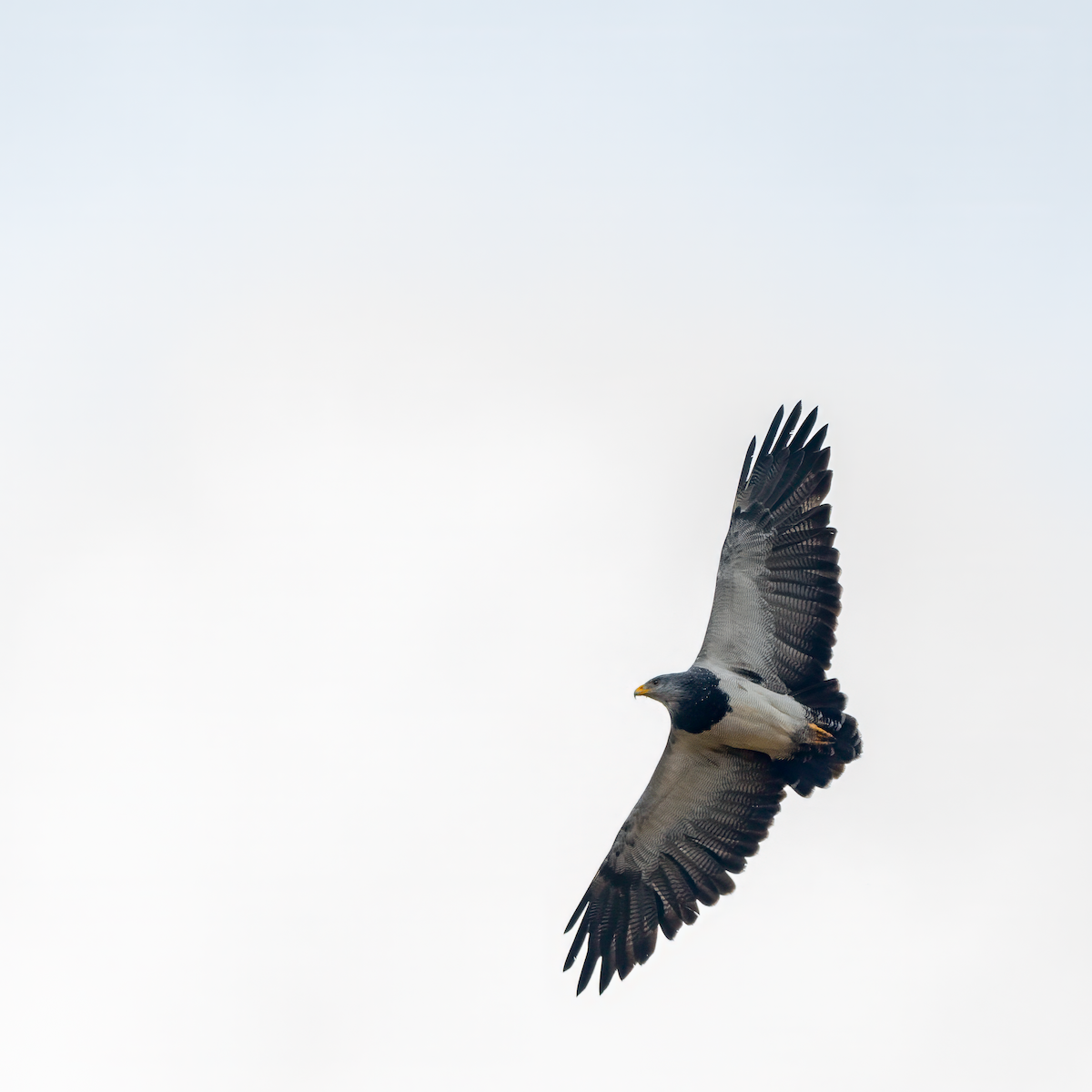 Black-chested Buzzard-Eagle - Eduardo Saldias Andahur