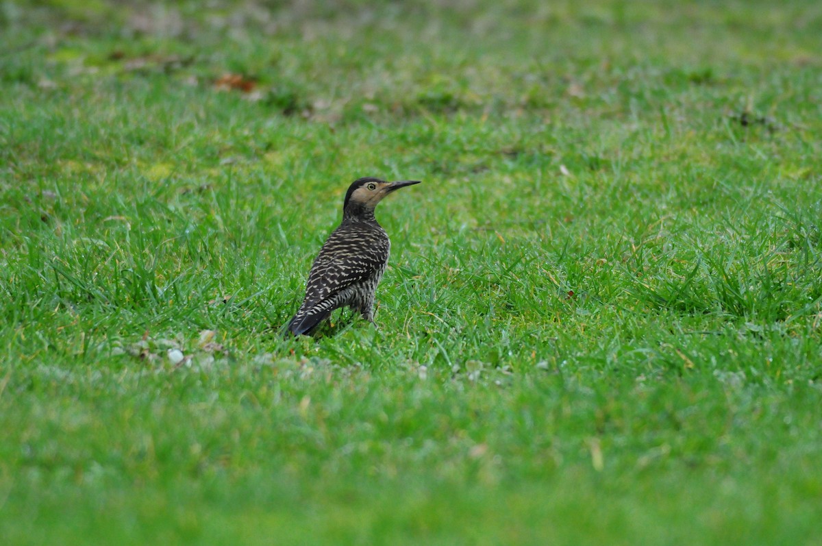 Chilean Flicker - ML617569875