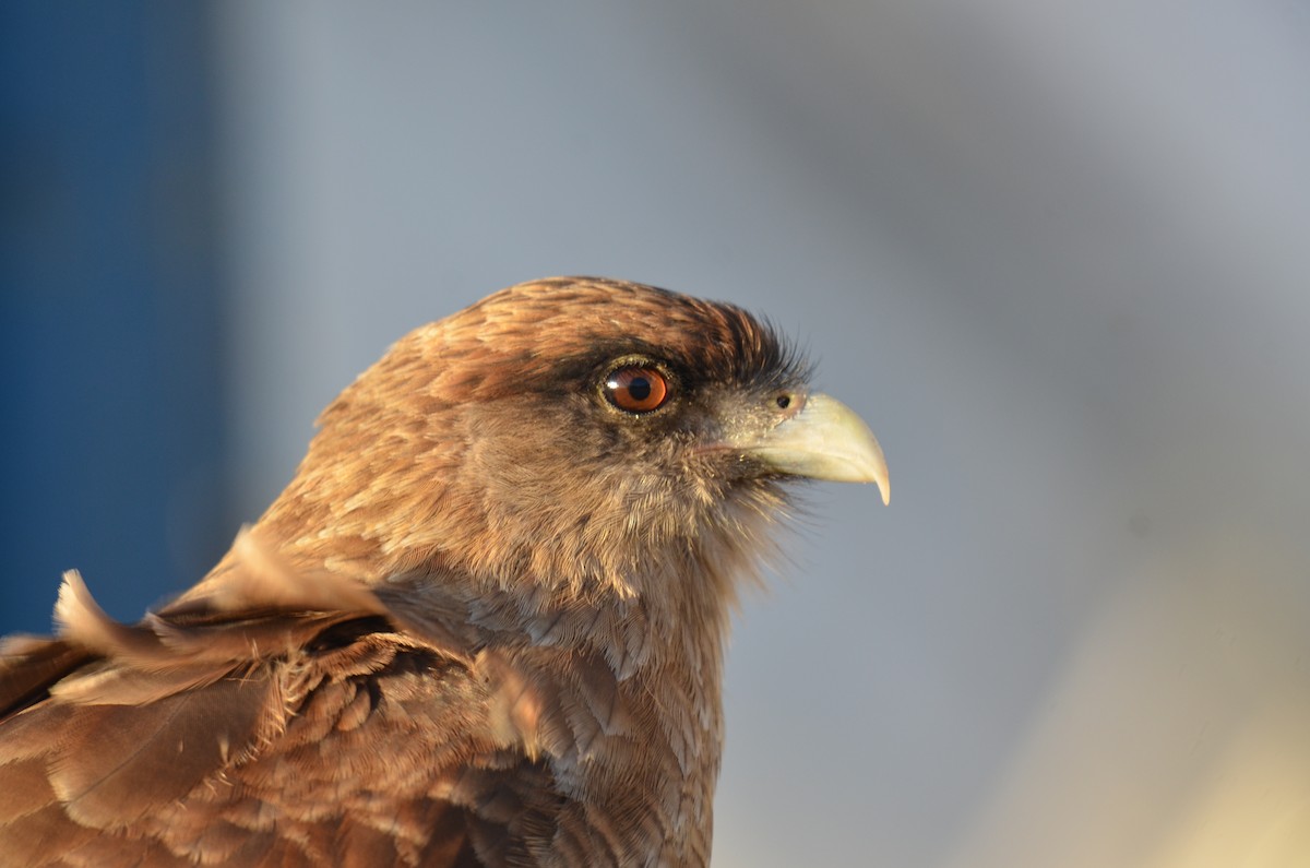 Caracara Chimango - ML617569886