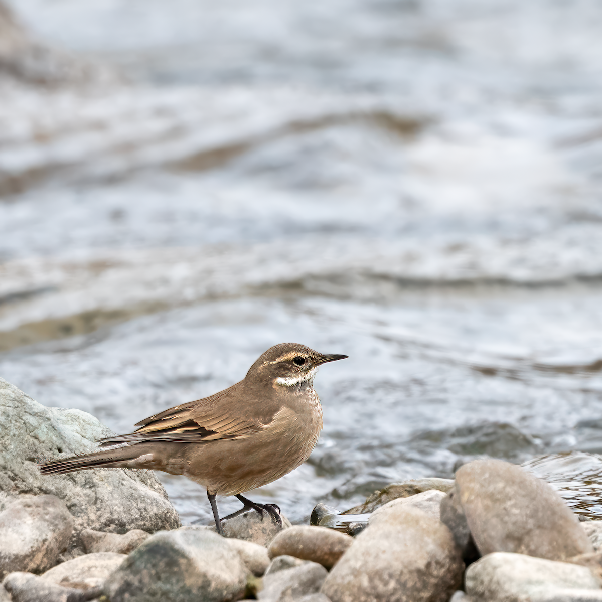 Buff-winged Cinclodes - ML617569928