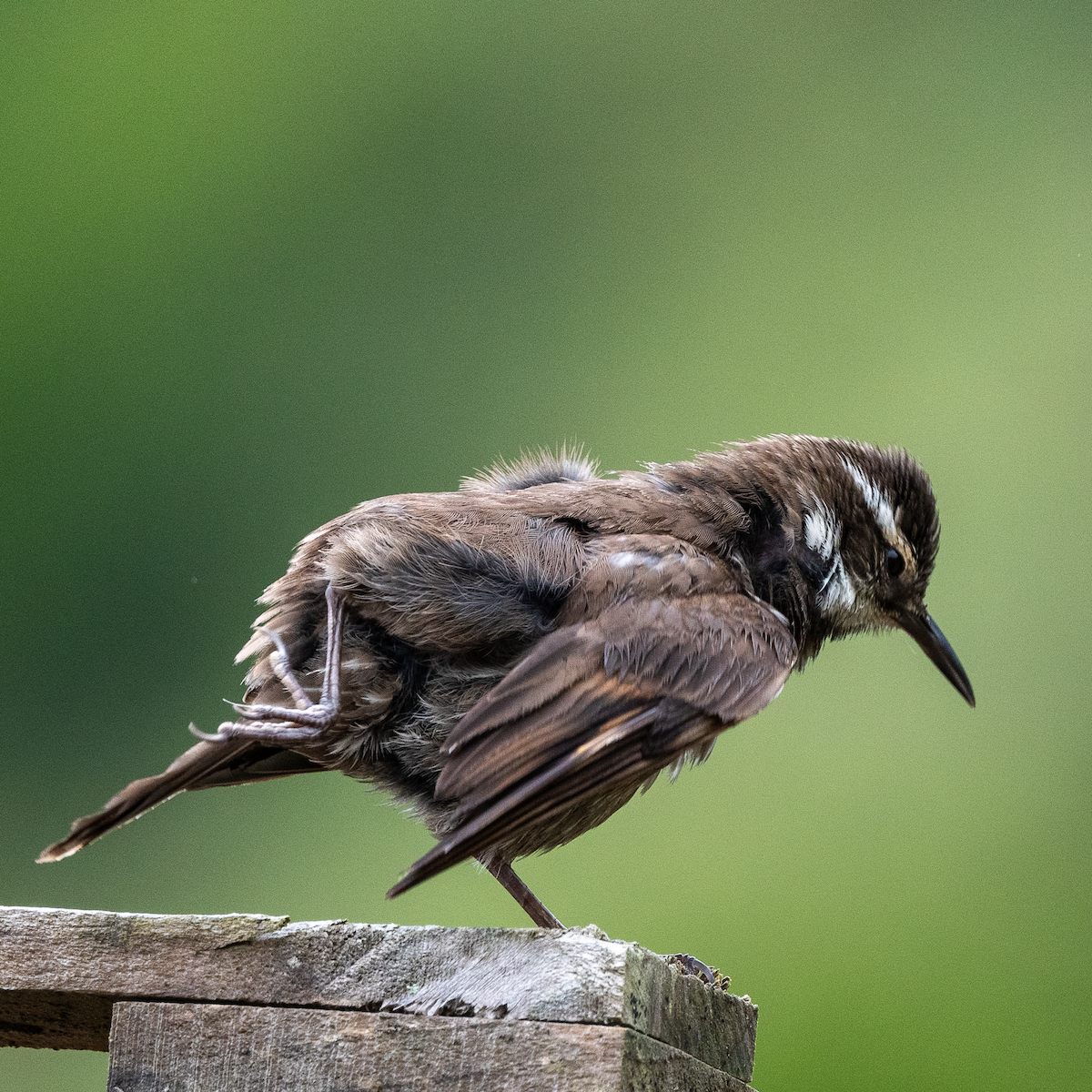 Dark-bellied Cinclodes - ML617569952