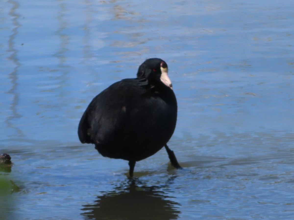 American Coot - ML617569959