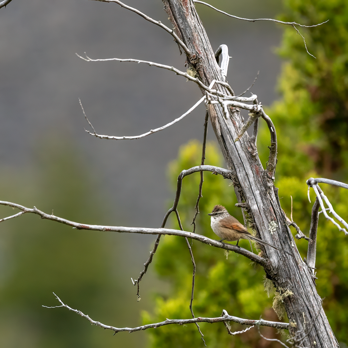 Plain-mantled Tit-Spinetail - ML617569960