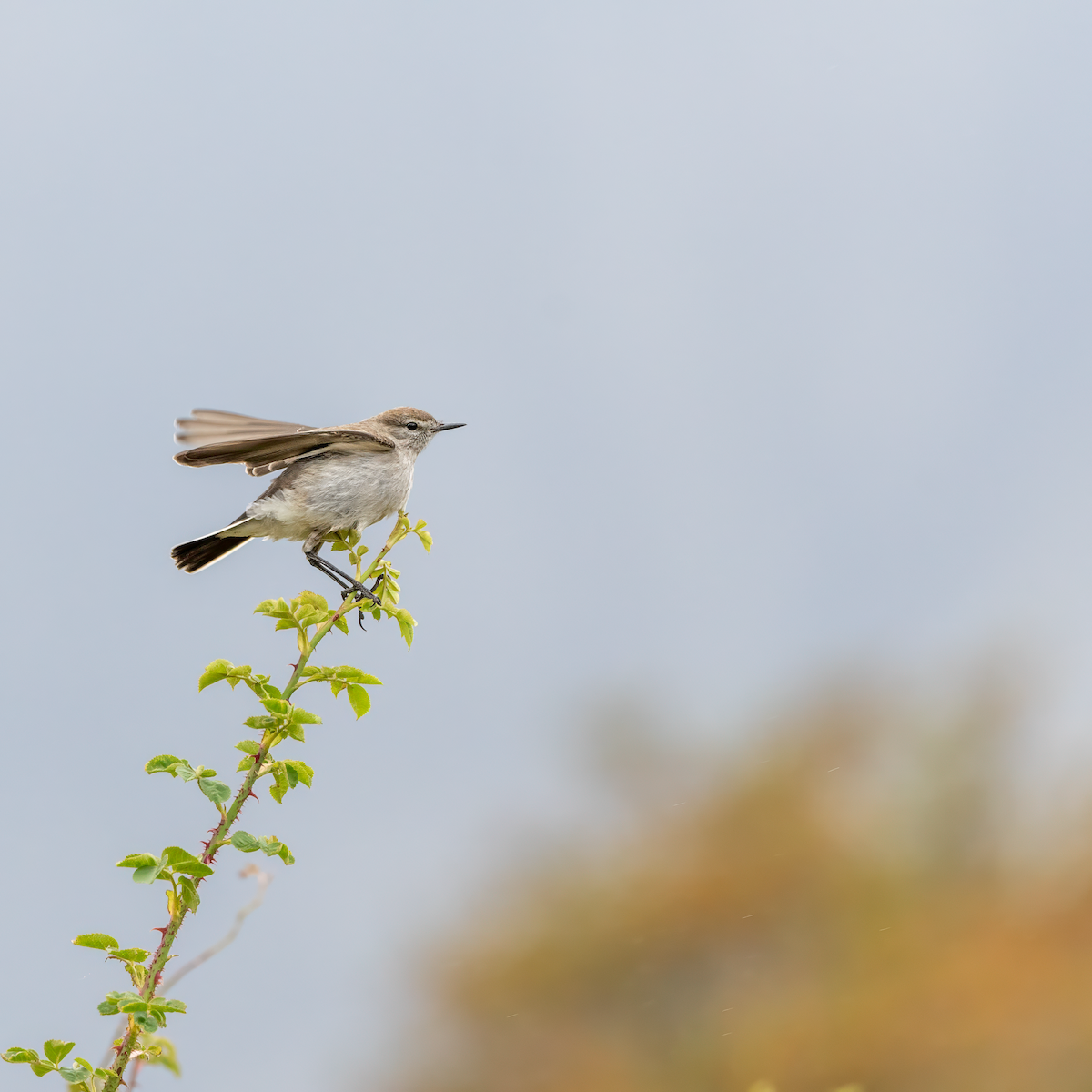 ground-tyrant sp. - ML617569969