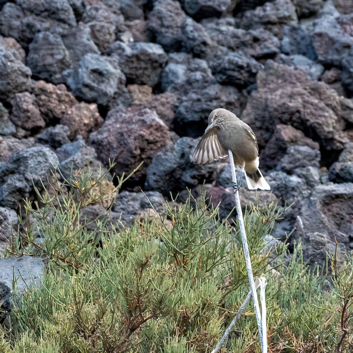 Black-billed Shrike-Tyrant - ML617569975