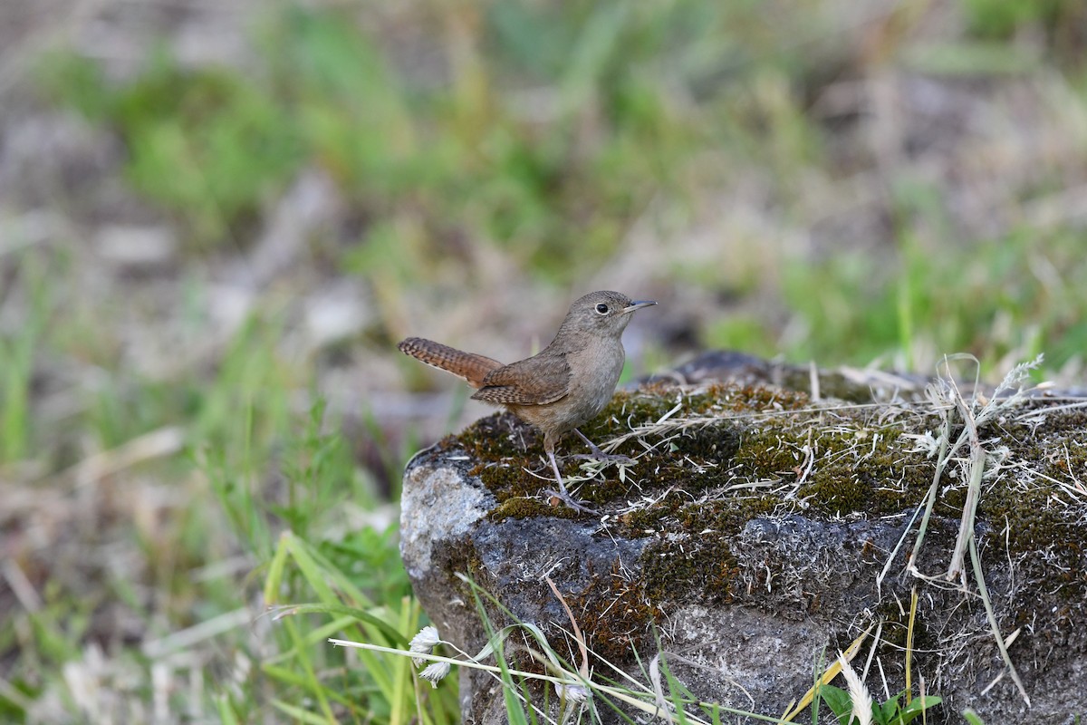 House Wren - ML617569979