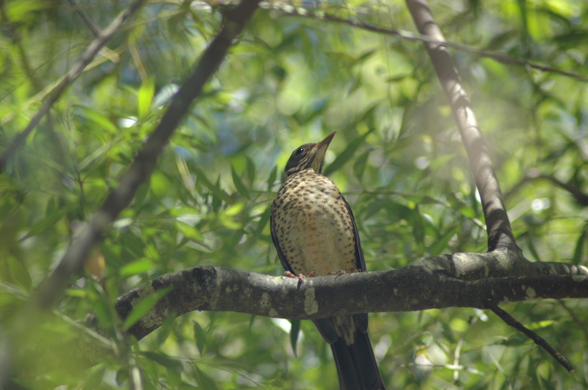 Austral Thrush - ML617570005