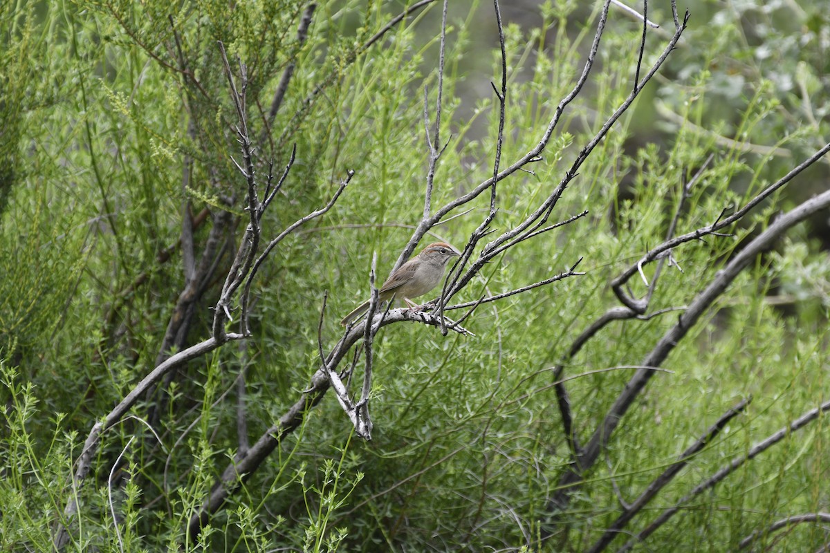 Rufous-crowned Sparrow - ML617570016