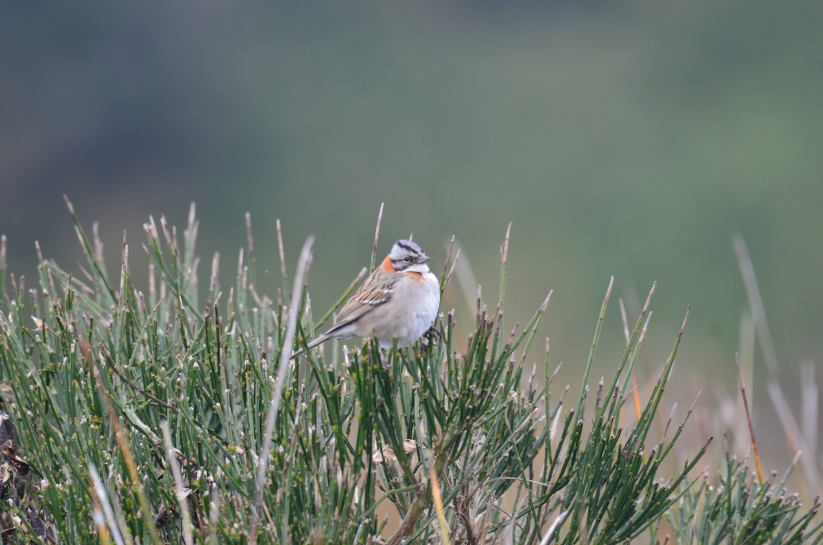 Rufous-collared Sparrow - ML617570026