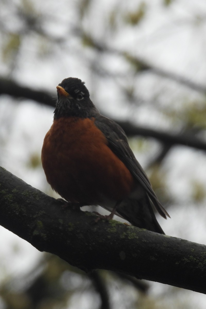 American Robin - ML617570032