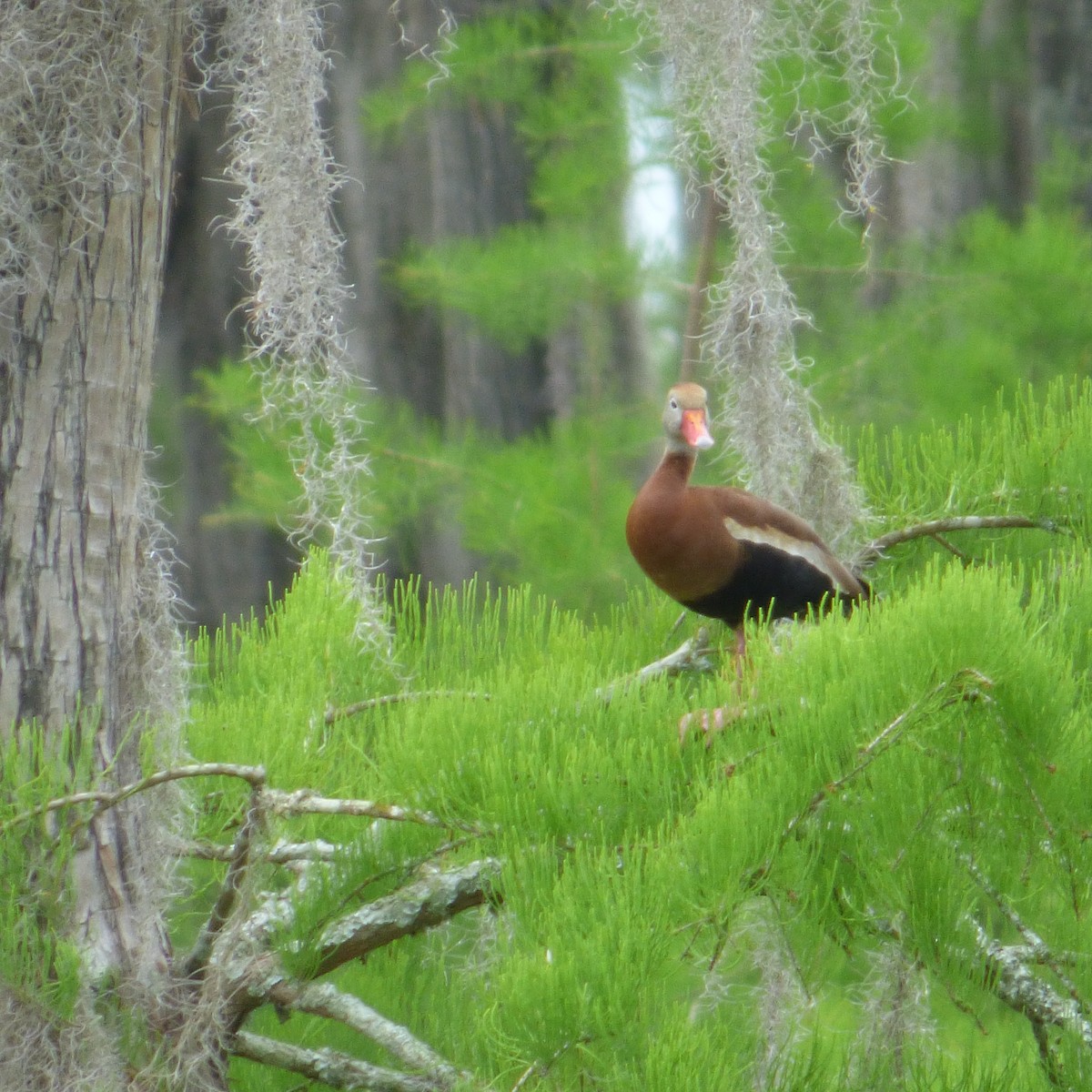 Black-bellied Whistling-Duck - Randy and Kathy White