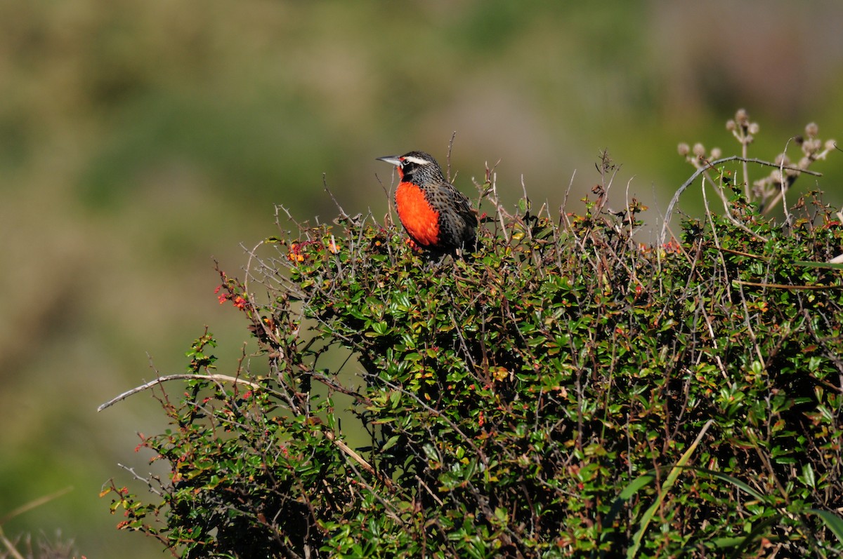 Long-tailed Meadowlark - ML617570050