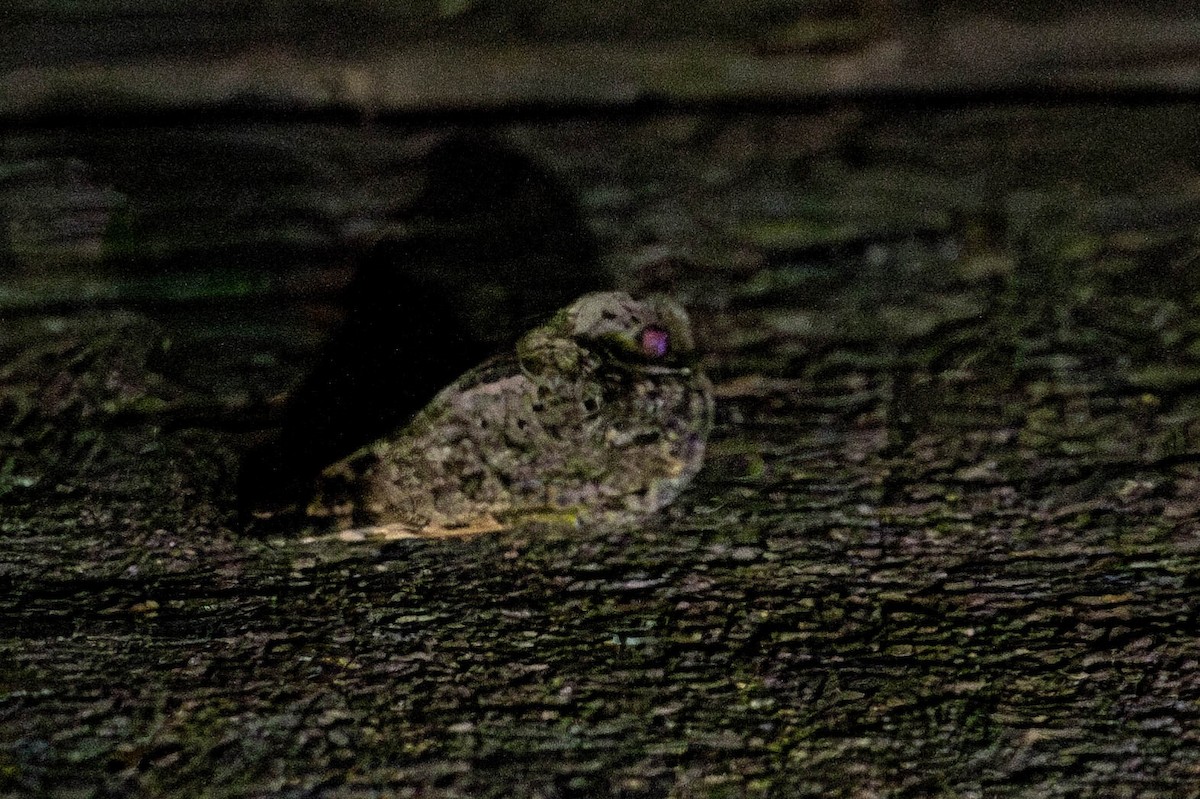 Common Poorwill - ML617570075