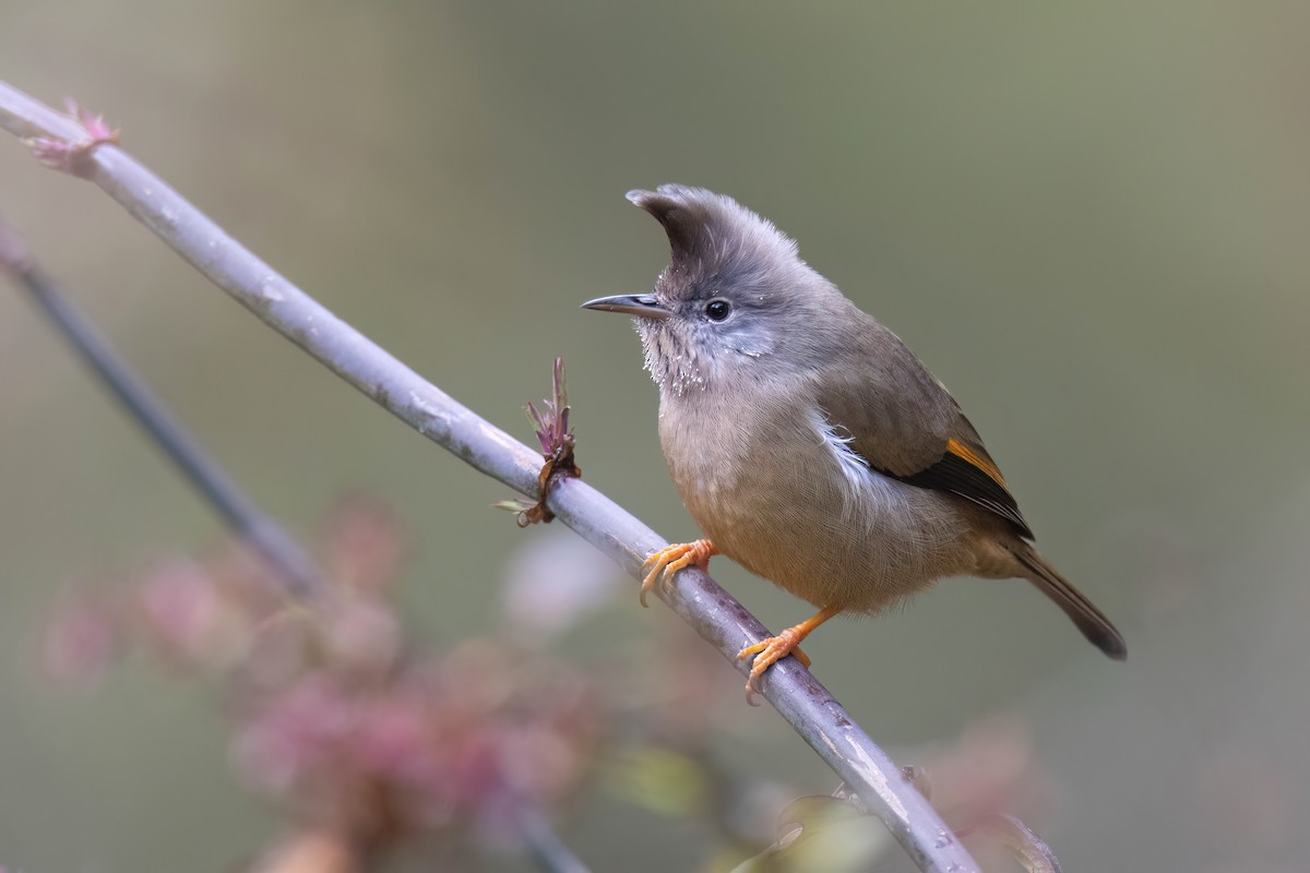 Stripe-throated Yuhina - ML617570078