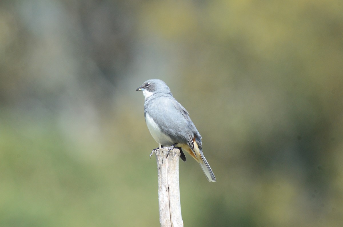 Diuca Finch - ML617570106