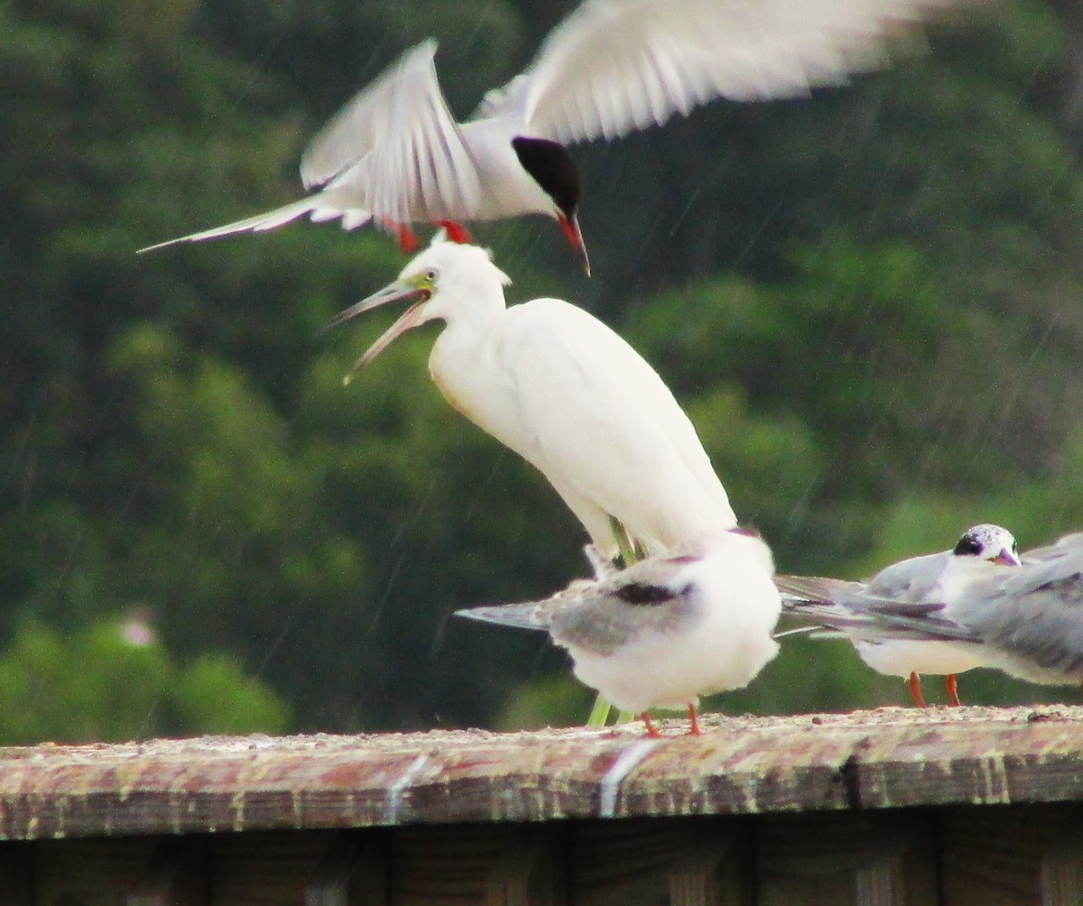 Snowy Egret - ML617570118