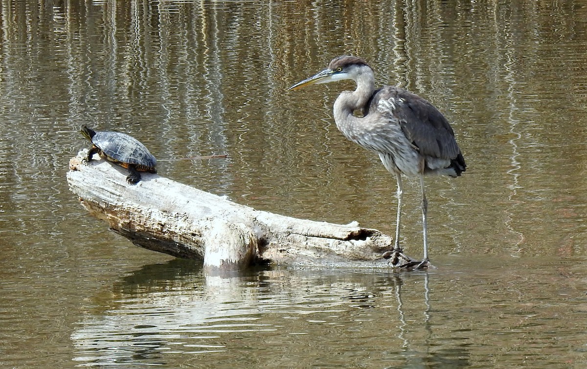 Great Blue Heron - Kayo Roy