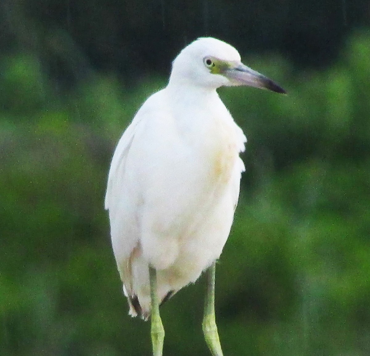 Snowy Egret - ML617570124