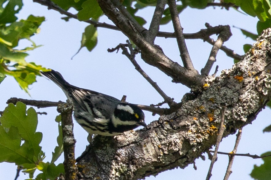 Black-throated Gray Warbler - ML617570125