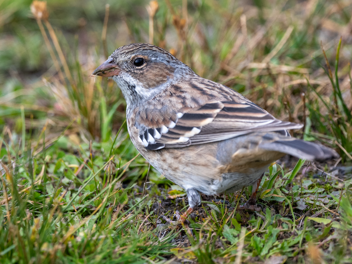 Mourning Sierra Finch - ML617570132