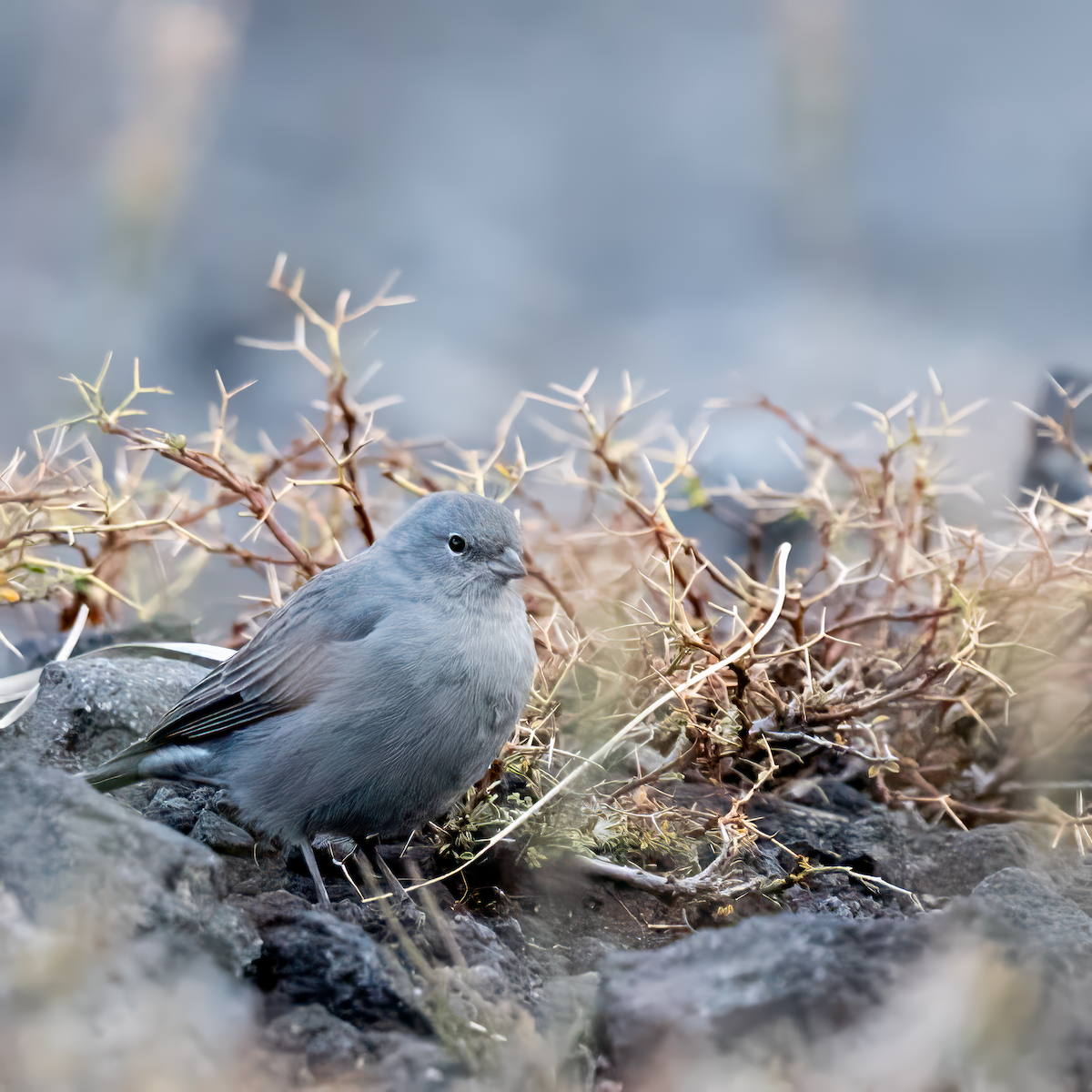 Plumbeous Sierra Finch - ML617570136