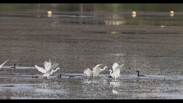 Snowy Egret - ML617570152