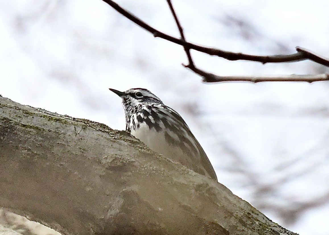 Black-and-white Warbler - ML617570275