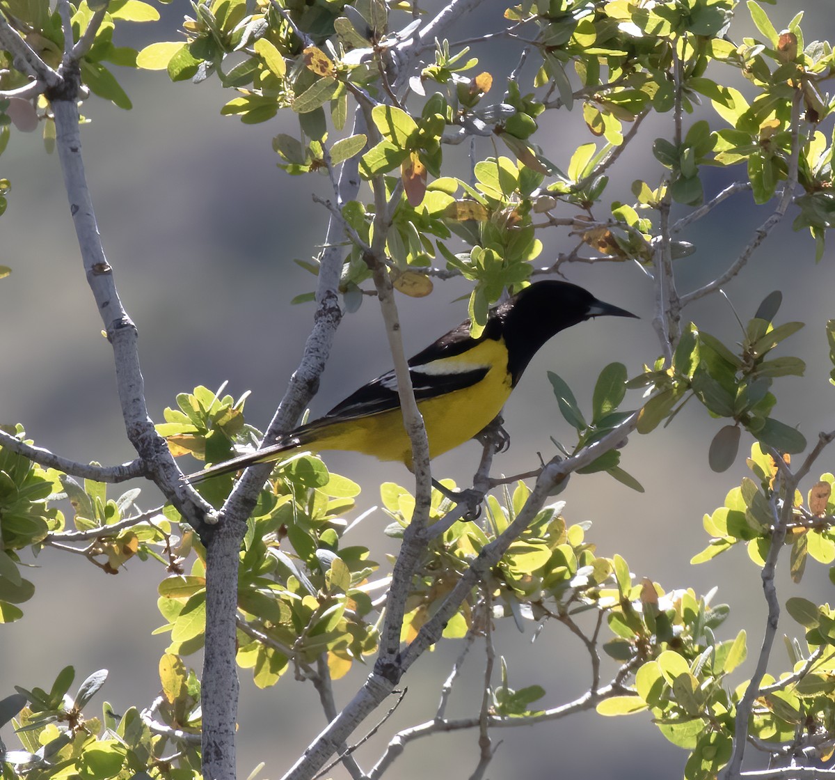 Scott's Oriole - Gary Rosenberg